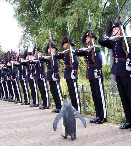 Пингвин-полковник.